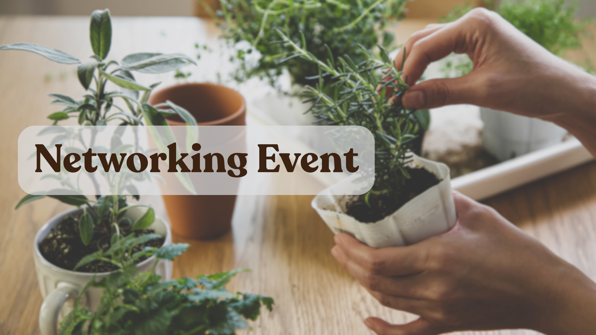 hands holding a small thyme plant surrounded by other plants on a desk